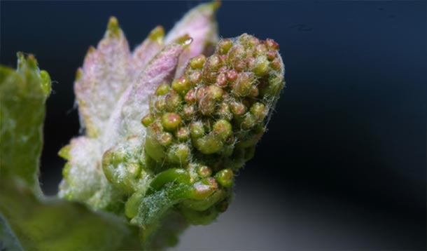 Linked Vineyards