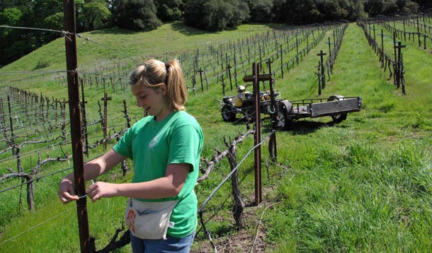 Linked Vineyards