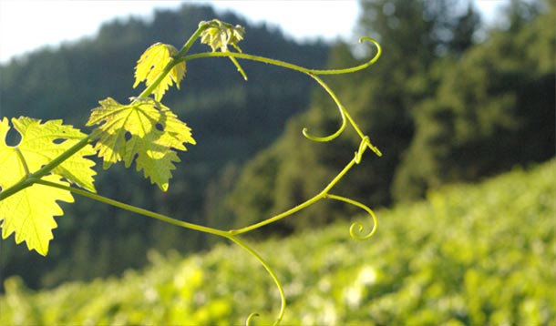 Linked Vineyards