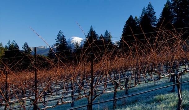 Linked Vineyards