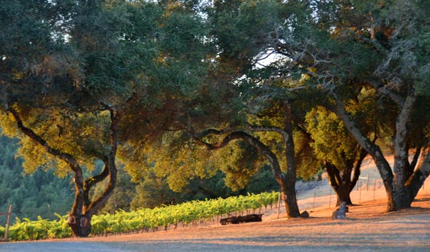 Linked Vineyards