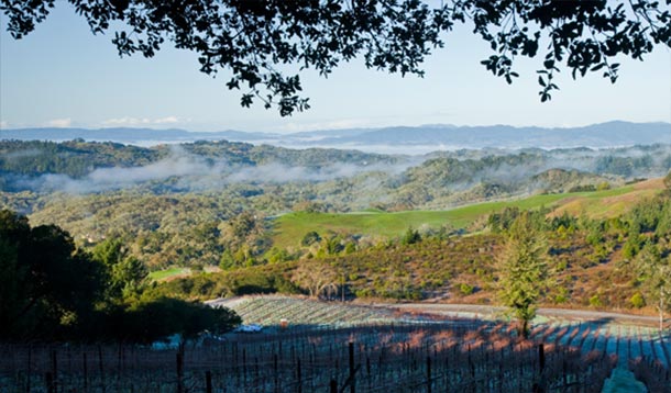 Linked Vineyards