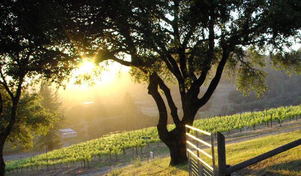 Linked Vineyards